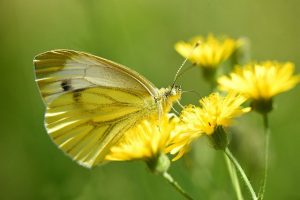 cabbage white on dandelion
