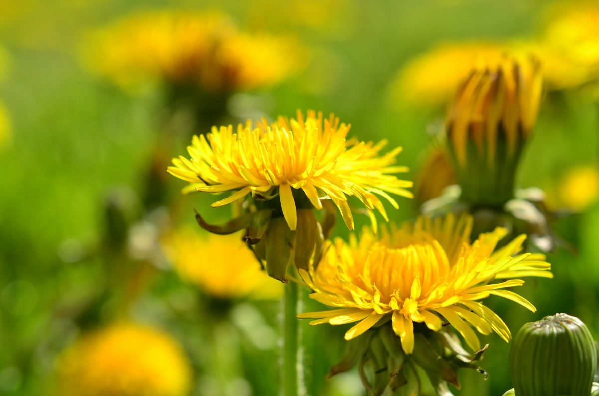 The Most Successful Plants-Fun Facts Revealed About Dandelions