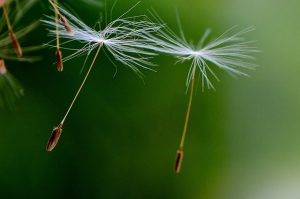 Dandelion Seeds