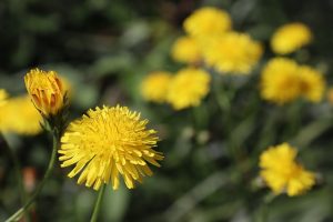 dandelion open and closed flowers